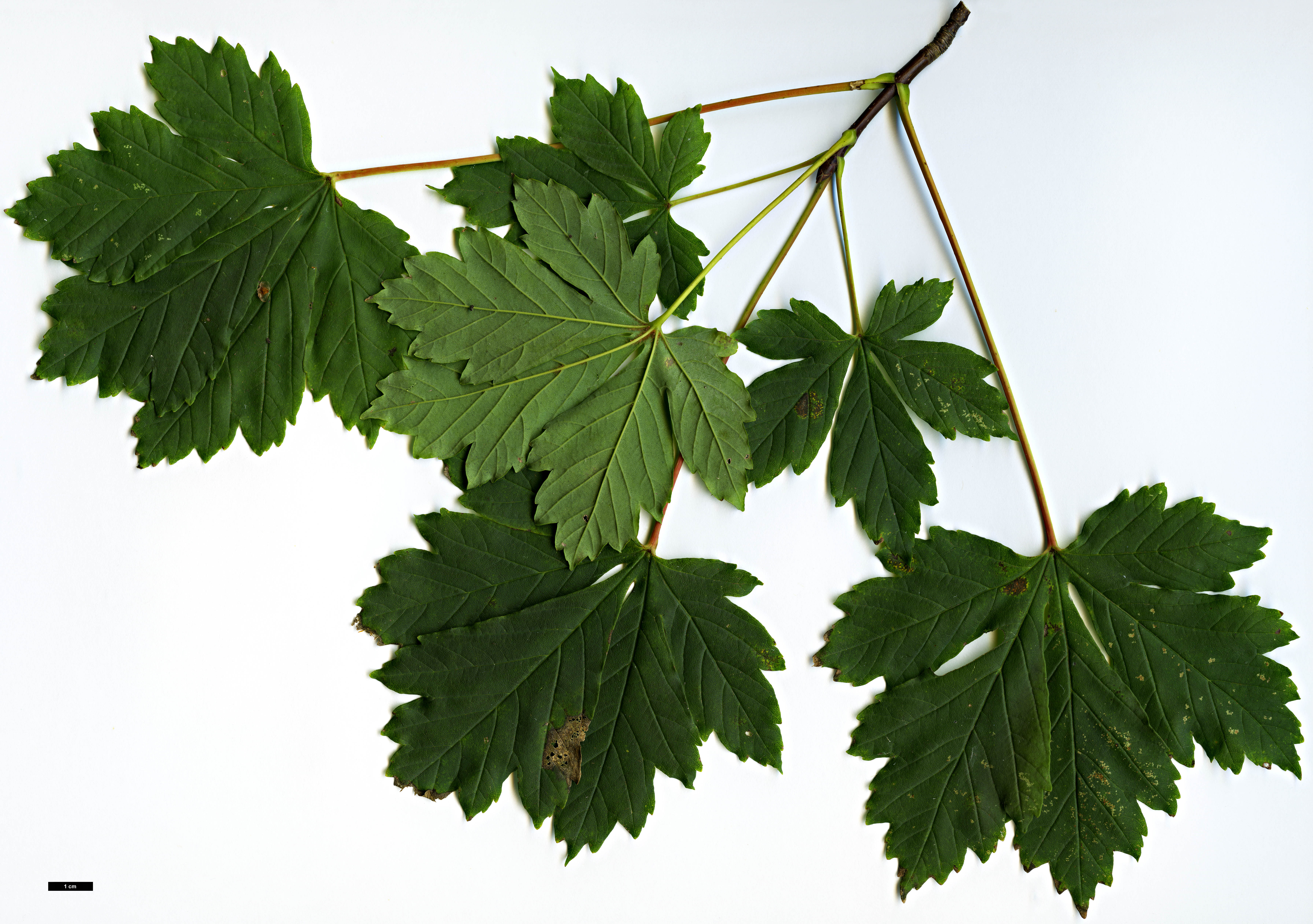 High resolution image: Family: Sapindaceae - Genus: Acer - Taxon: heldreichii - SpeciesSub: subsp. visianii